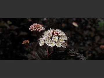 Blumen Garten